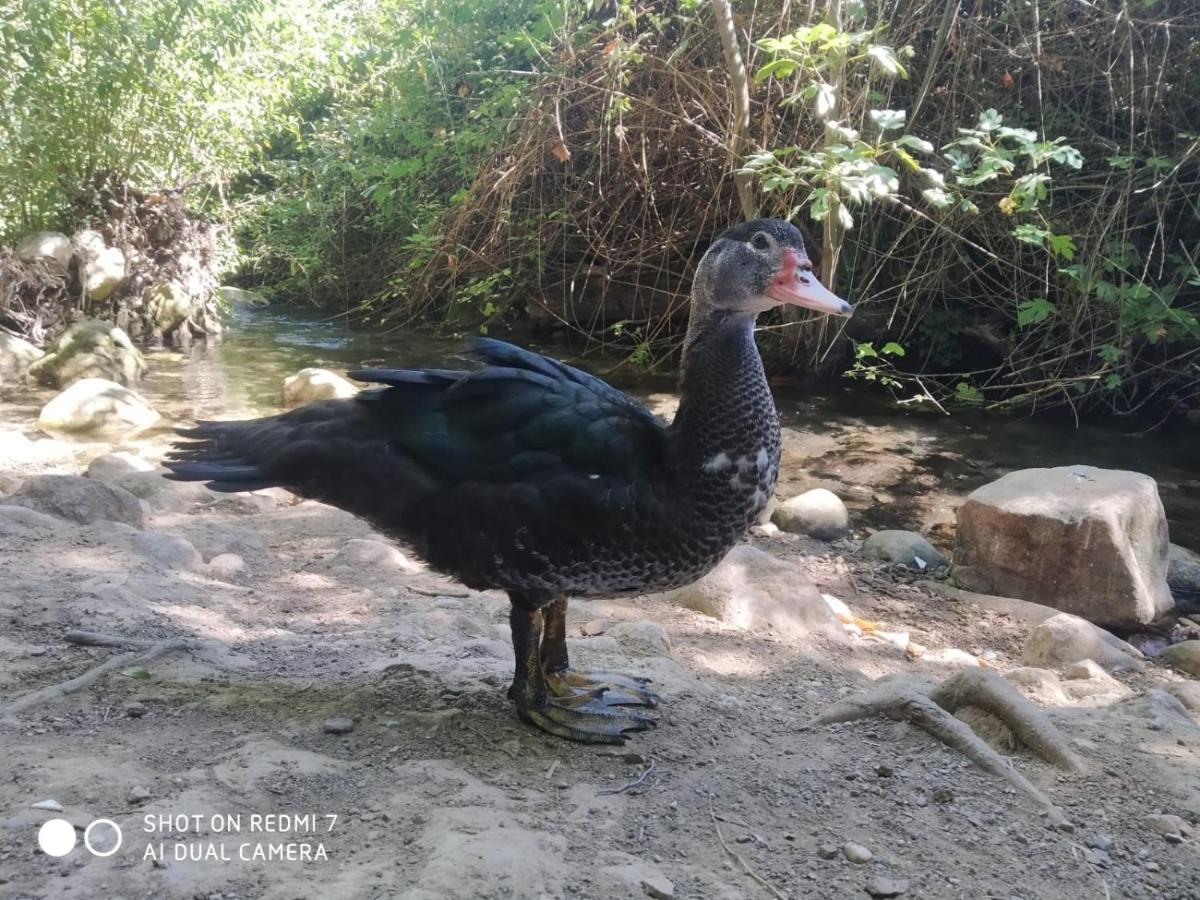 Alojamientos Sierra De Cadiz เบนามาโฮมา ภายนอก รูปภาพ